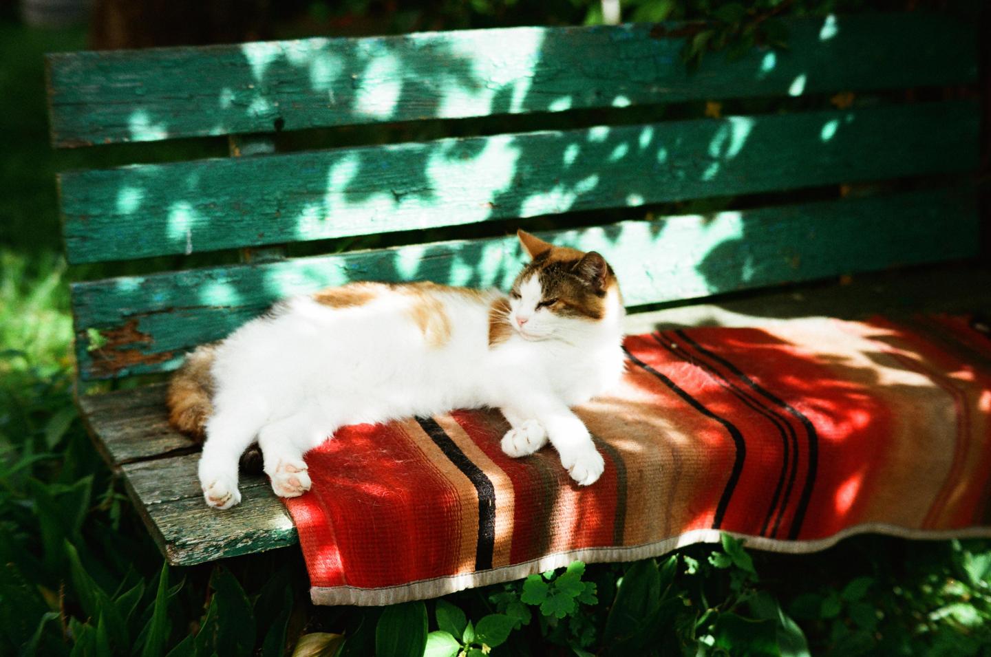 A cat is resting on a striped blanket on a green wooden bench in dappled sunlight.
