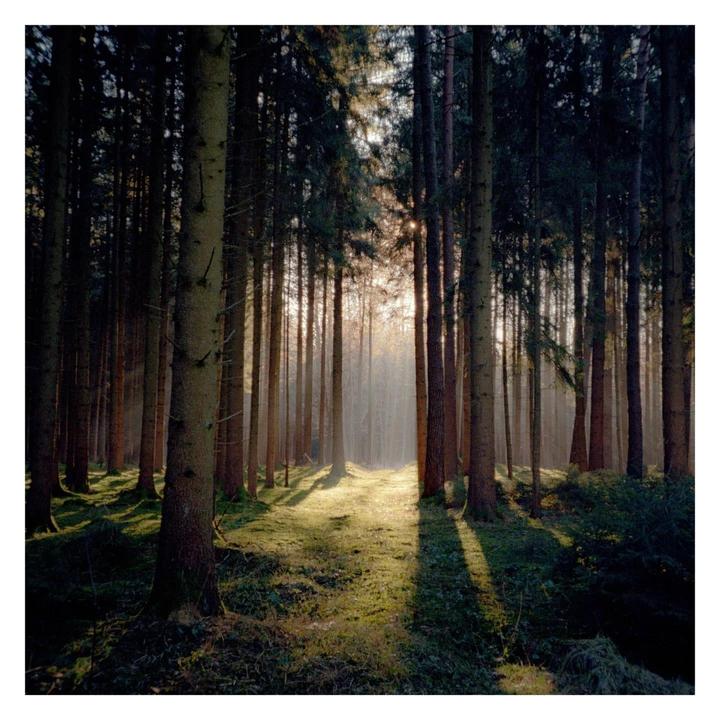 Sunlight streams through a dense forest, illuminating the path and casting long shadows.