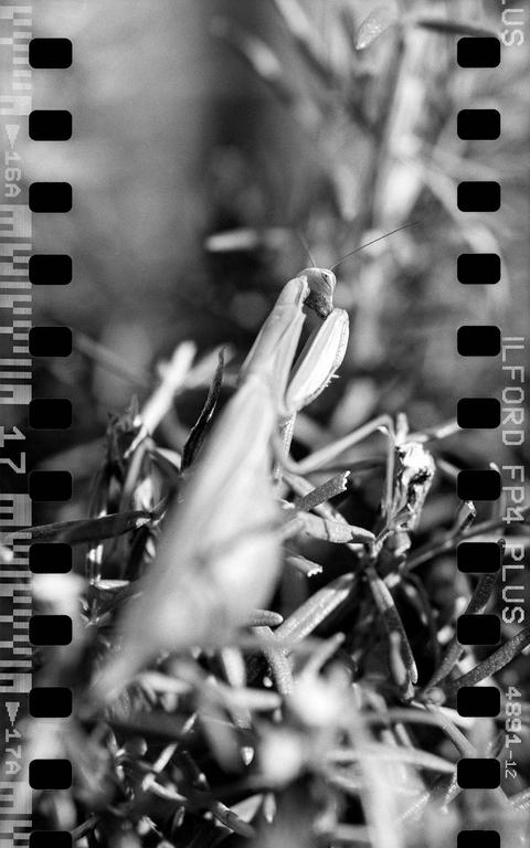 A praying mantis is perched on a plant with film borders visible on the left and right sides of the image.