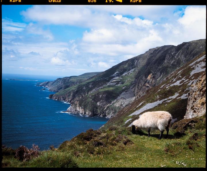 A sheep grazes on a grassy cliff overlooking a vast blue ocean and rugged coastline under a partly cloudy sky.