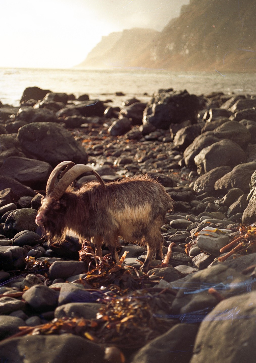 A ram stands on a rocky beach with mountains and water in the background.