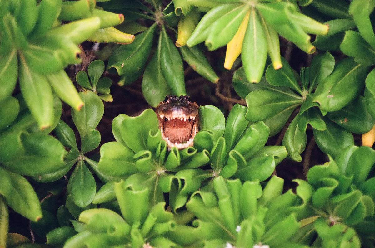 A small alligator with its mouth open is peeking out from green foliage.
