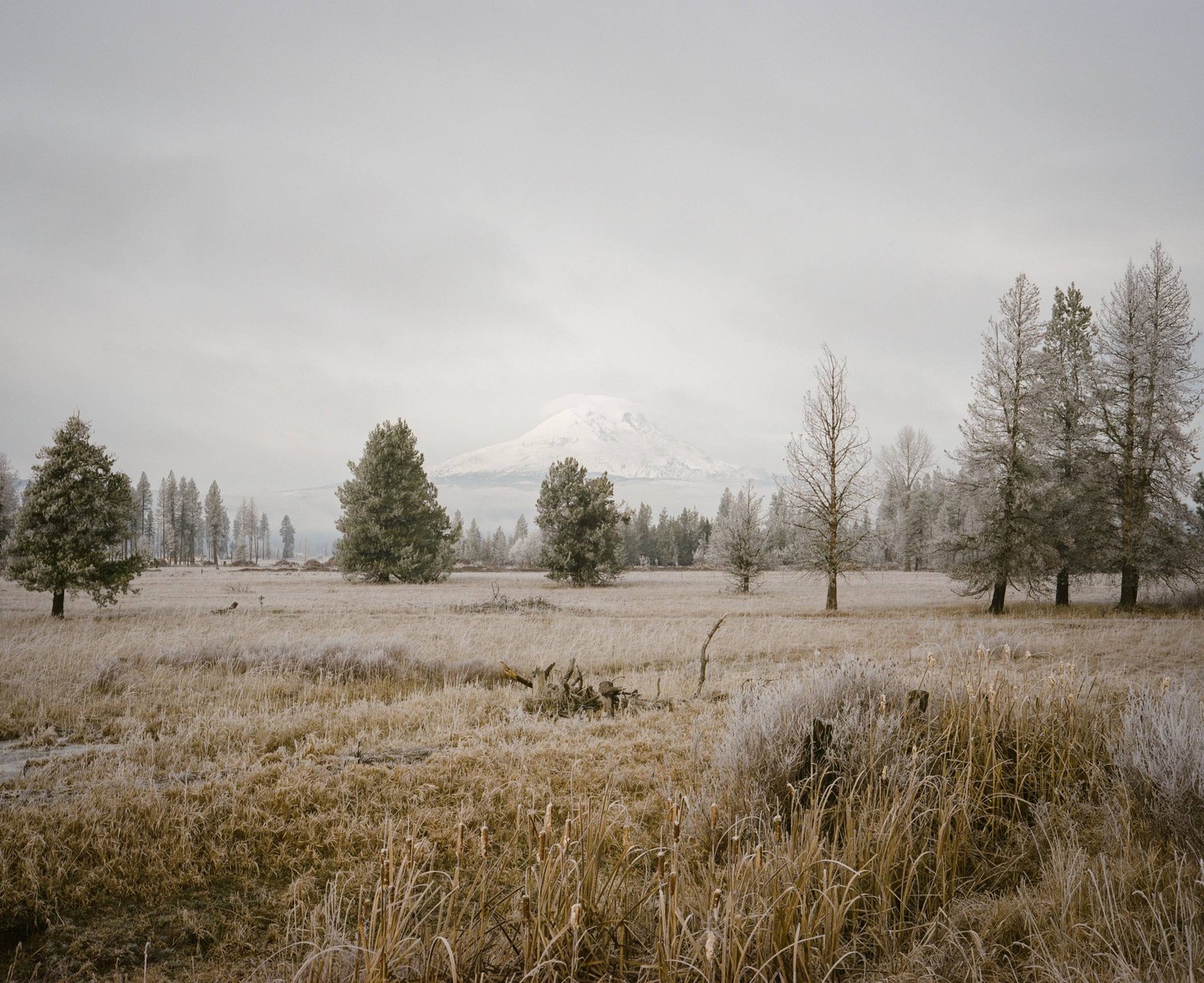 A snow-capped mountain rises above a field of frosted grass and trees under a cloudy sky.
