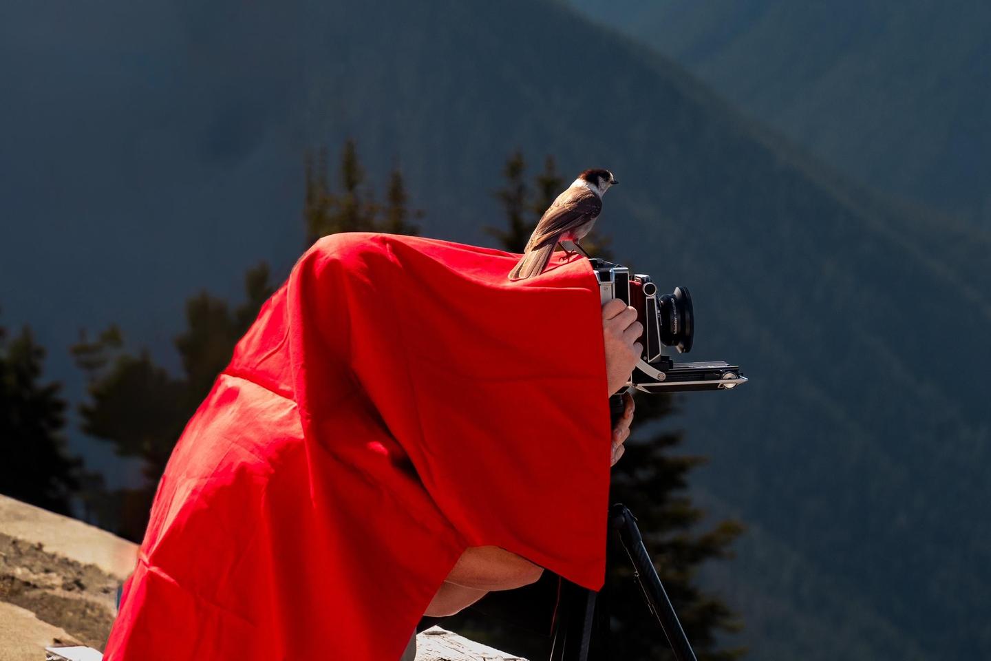 A bird perches on a large format camera covered by a red cloth, with mountains in the background.