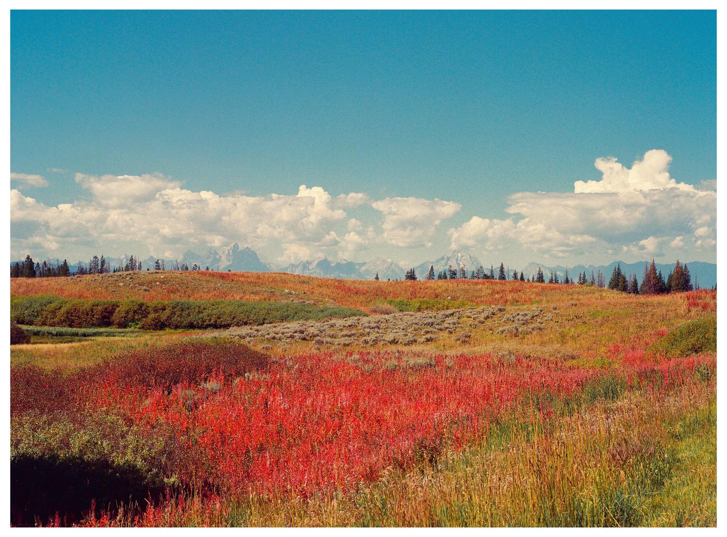 A field of red and green plants stretches towards a distant mountain range under a blue sky with white clouds.