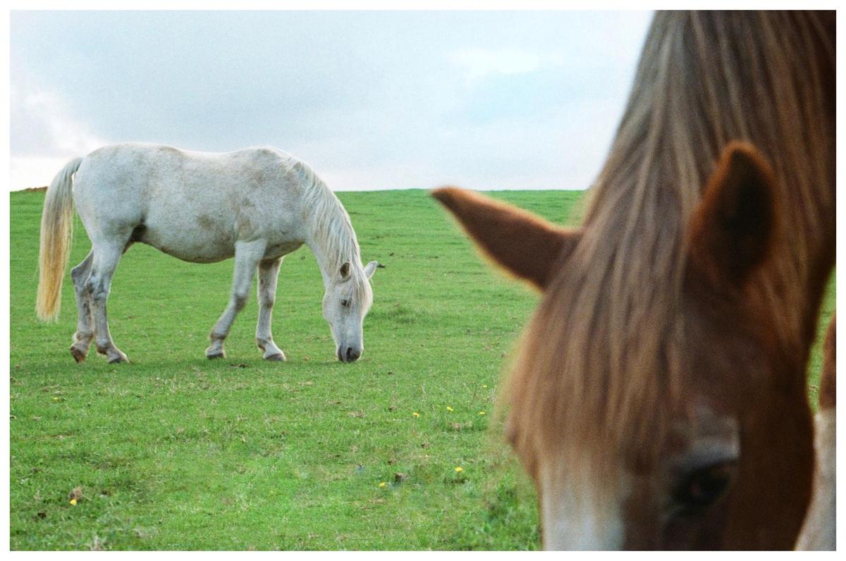 A white horse grazes in a green field while the head of a brown horse is visible in the foreground.
