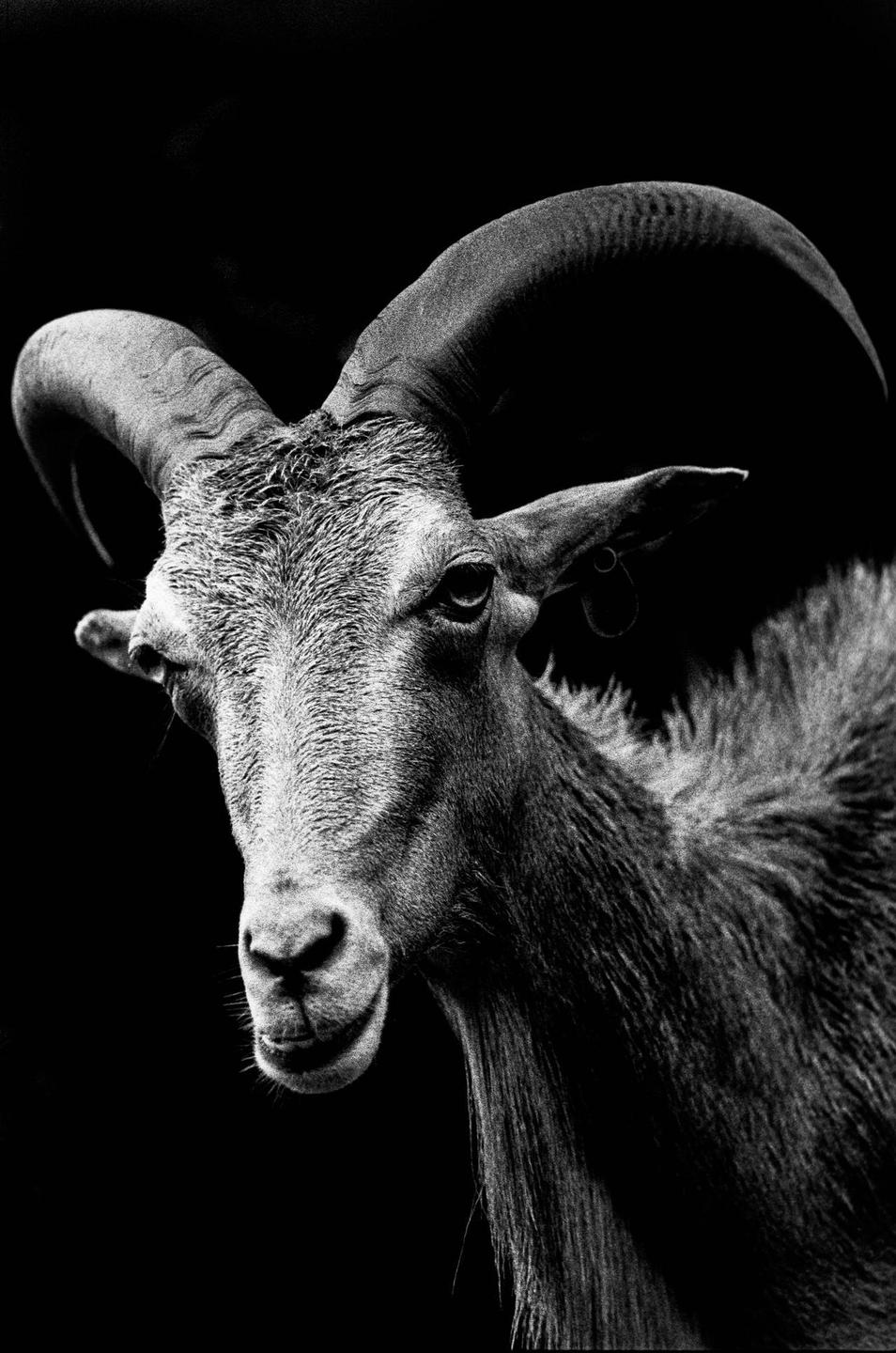 A ram with large curved horns looks directly forward against a black background.