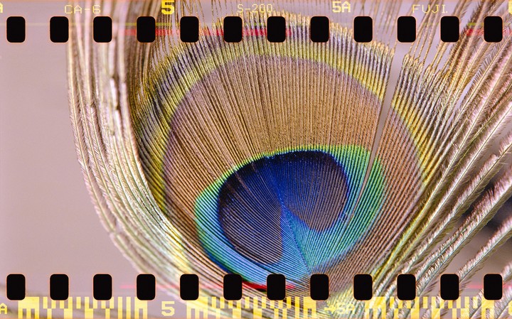 A peacock feather with a prominent eye pattern is shown in a close-up shot.