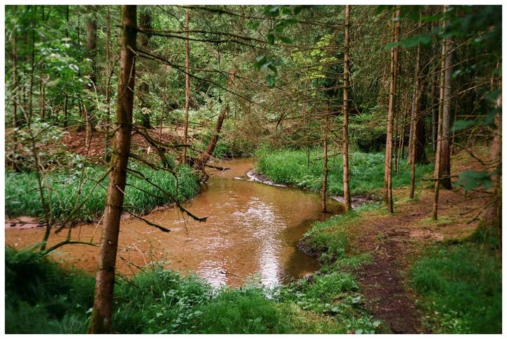 A narrow, winding stream flows through a lush forest with tall trees and green undergrowth.