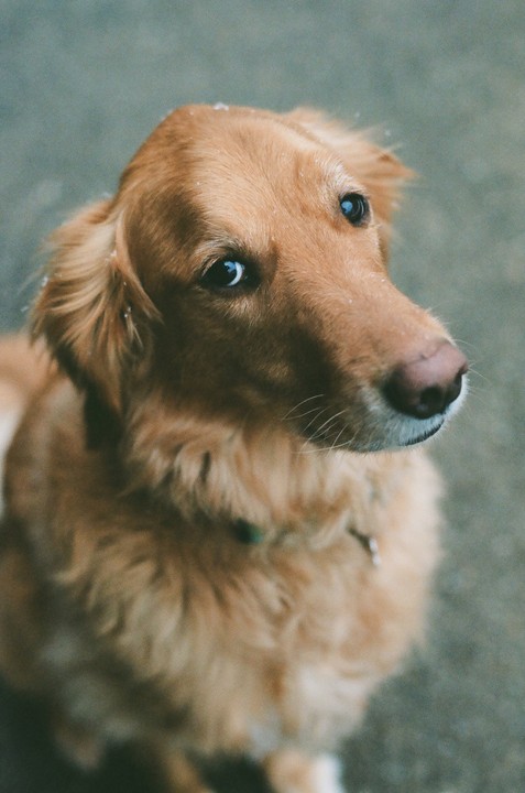 A golden retriever with light snow on its fur looks up with bright eyes.