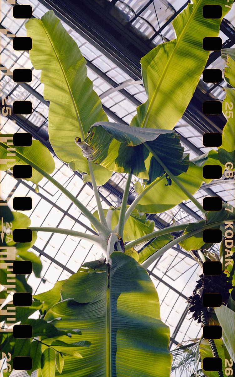 A banana plant with large green leaves grows inside a greenhouse with a glass roof.