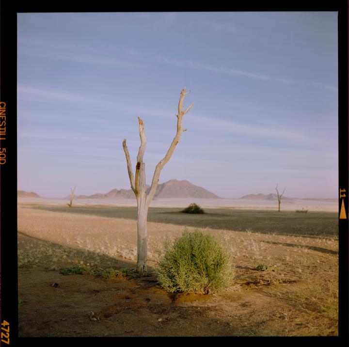 A dead tree and a green bush stand in a desert landscape with mountains in the distance under a clear sky.