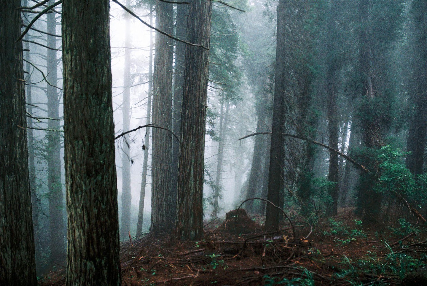 Tall trees stand in a dense forest with fog.