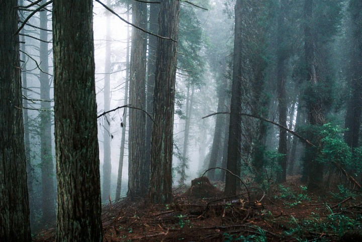 Tall trees stand in a dense forest with fog.