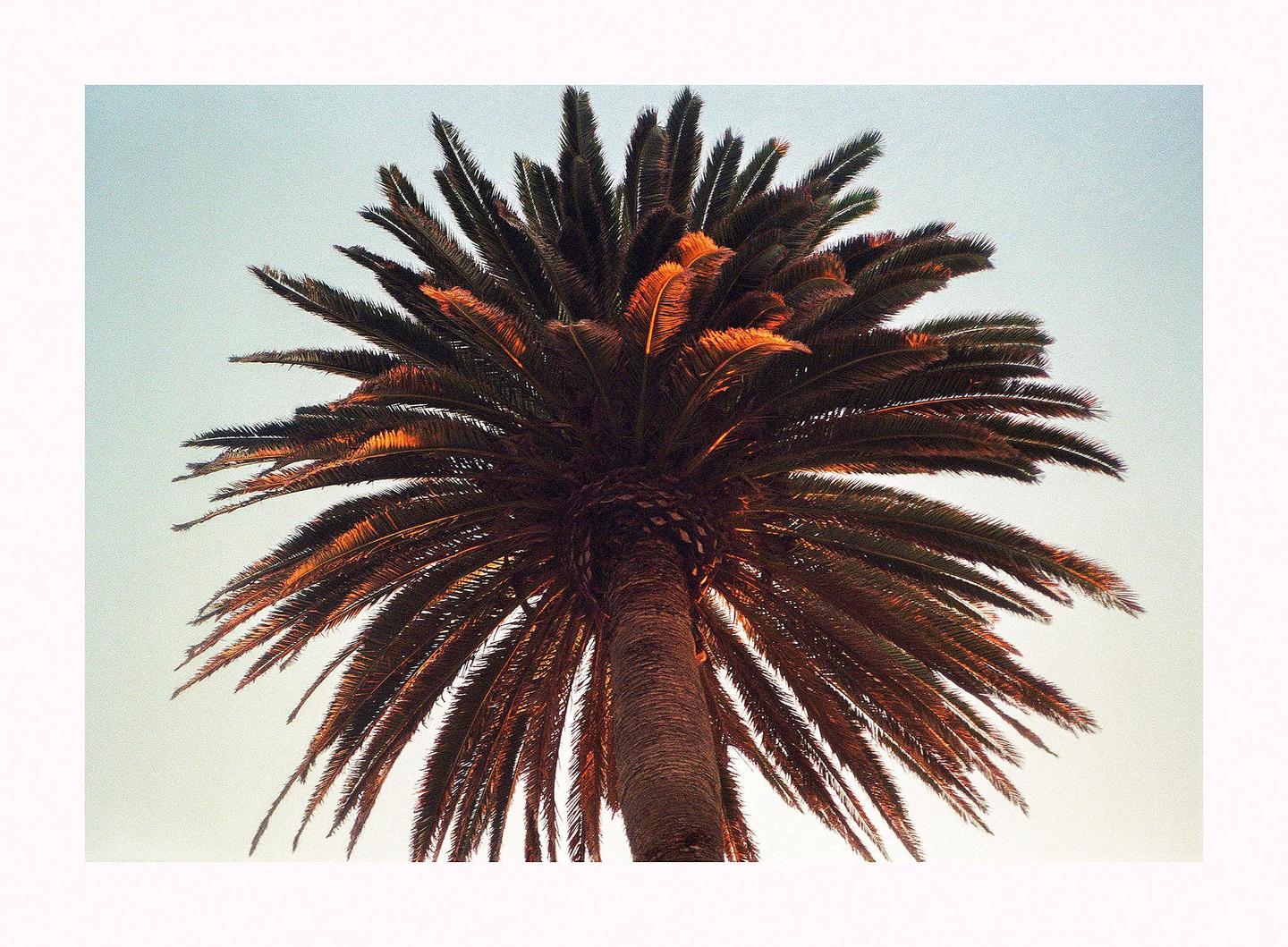 A low-angle view shows the trunk and fronds of a palm tree against a clear sky.