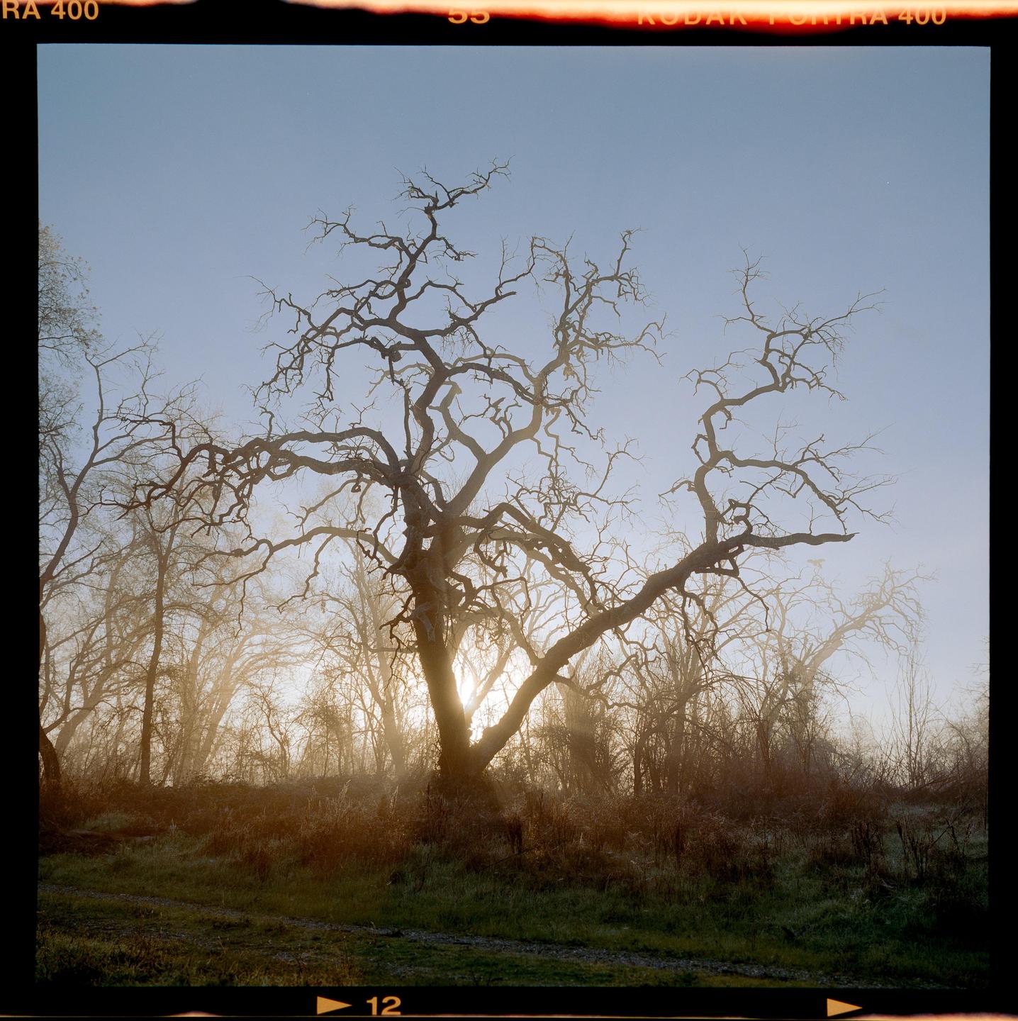 A large, gnarled tree with bare branches stands in a field with sunlight breaking through the fog behind it.
