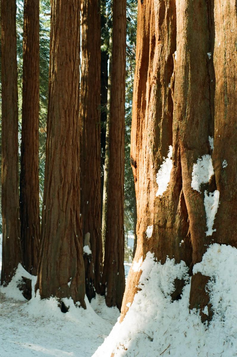 Snow covers the ground and the bases of several large sequoia trees in a forest.