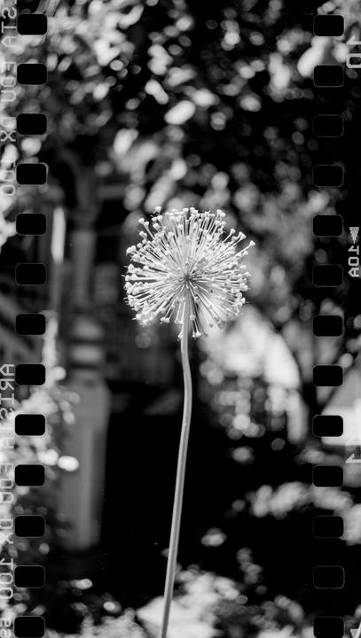 A single allium flower stands tall against a blurred background.