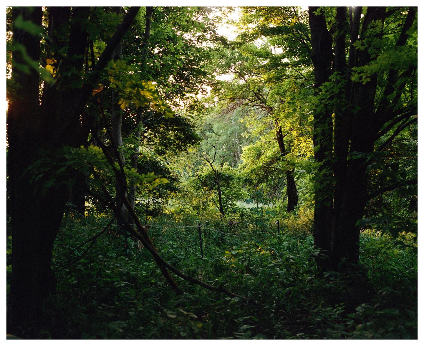 Sunlight filters through the dense foliage of a forest.
