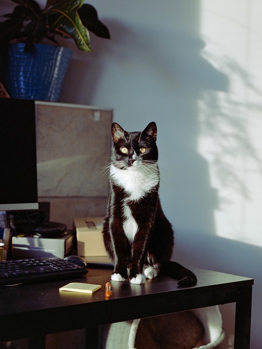 A black and white cat sits on a desk next to a keyboard and sticky note, with a plant in a blue pot in the background.