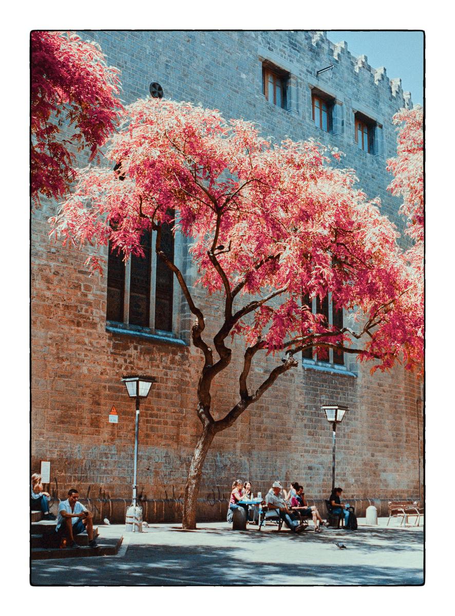 A tree with bright red foliage stands in front of a stone building where people are sitting on steps and at tables.