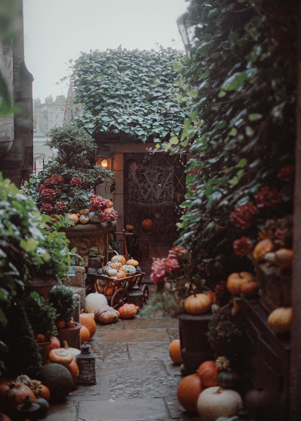 A narrow stone path is lined with various pumpkins and gourds, leading to a building covered in ivy.