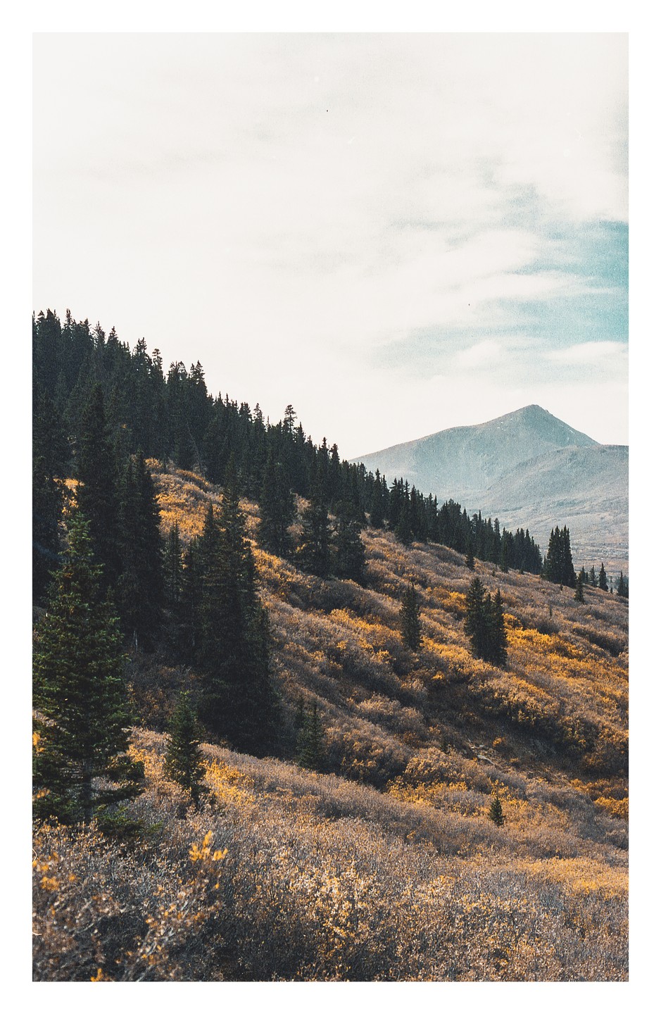A hillside covered in evergreen trees and autumn foliage slopes down towards a distant mountain under a cloudy sky.