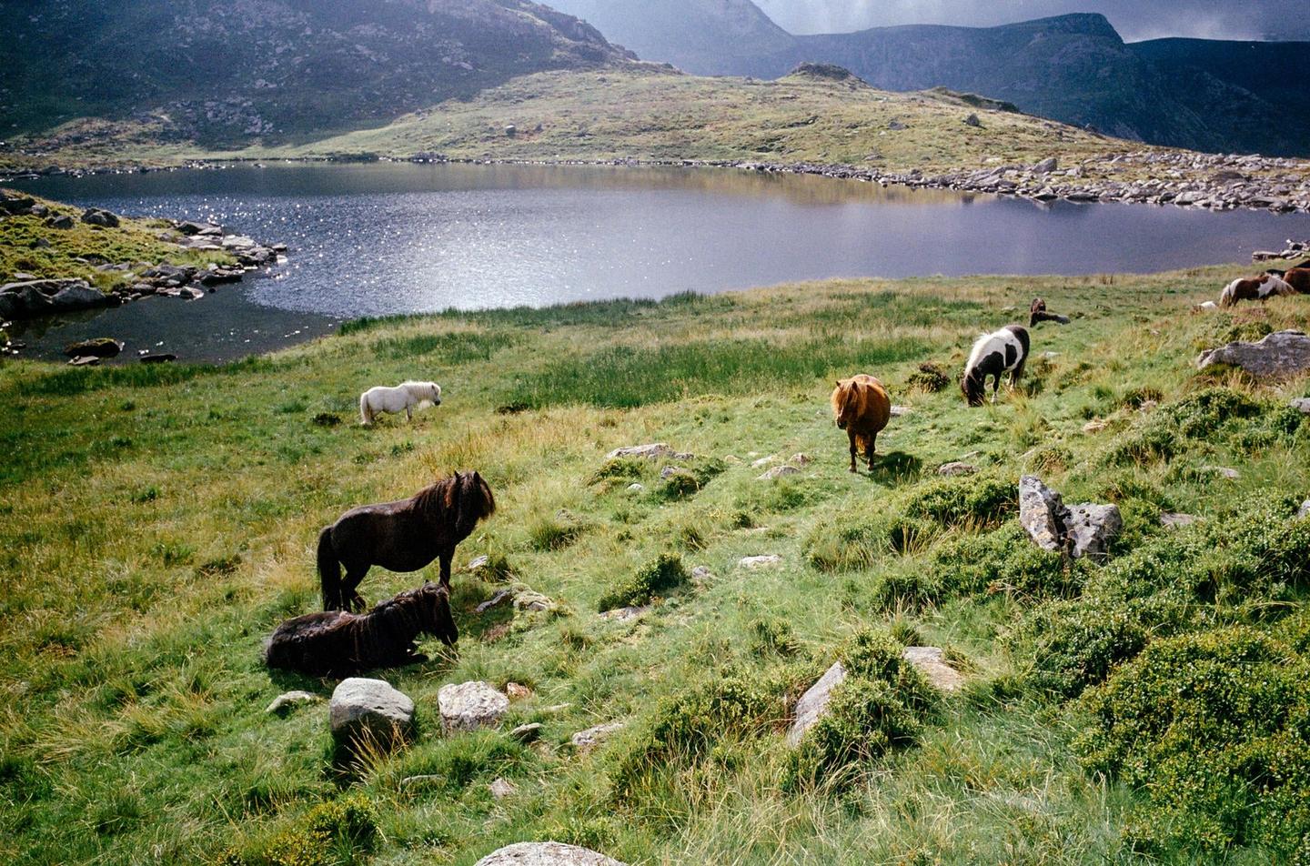 Several horses graze on a grassy hillside overlooking a lake with mountains in the background.