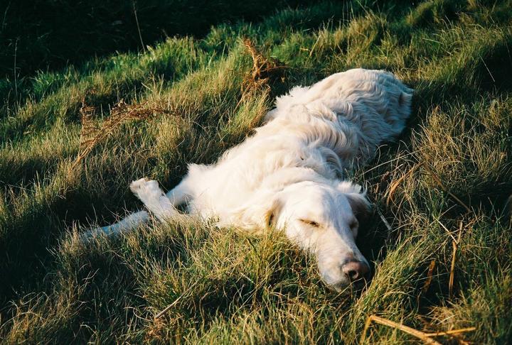 A golden retriever dog is sleeping in a field of tall grass.