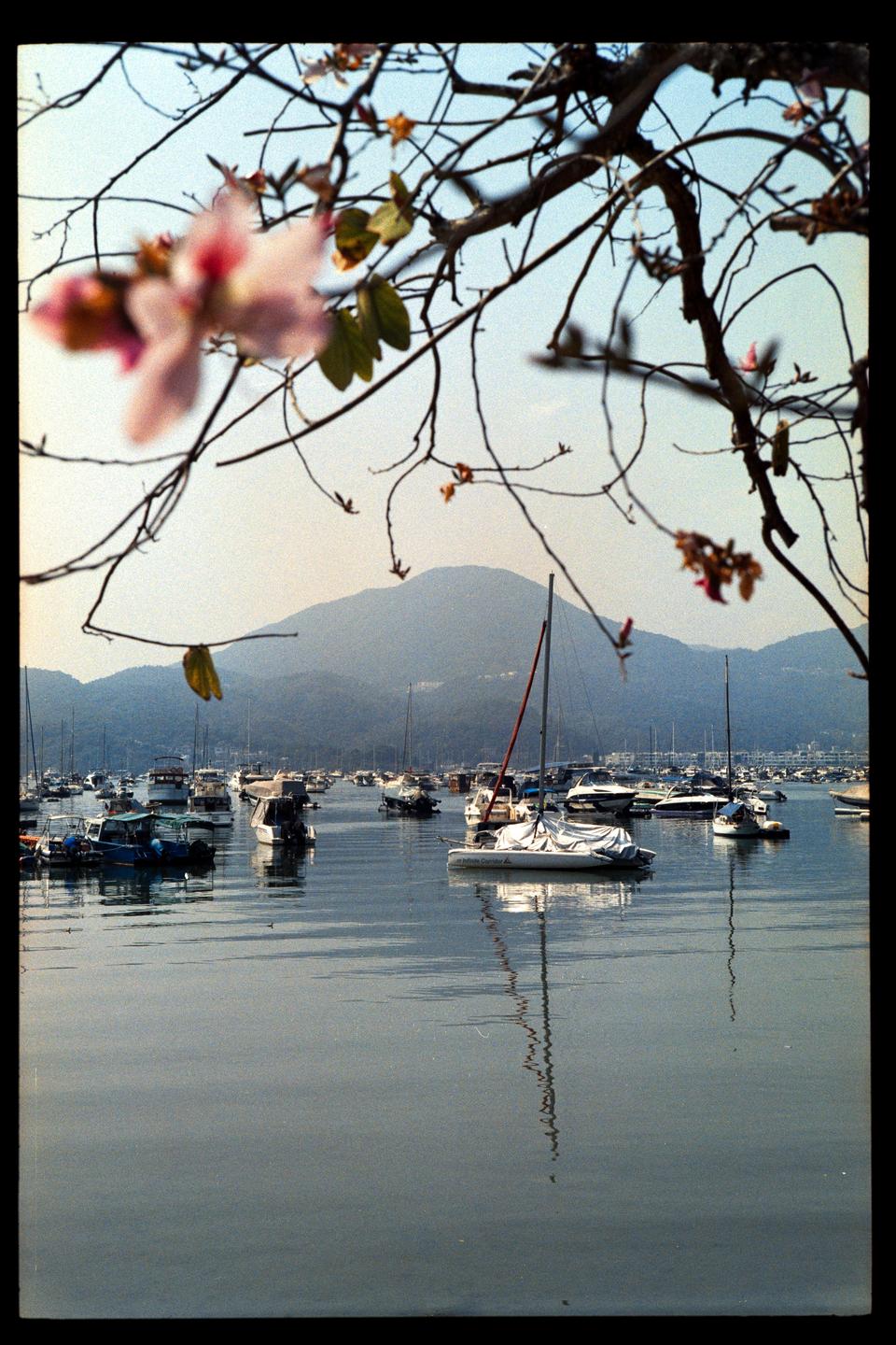 A body of water is filled with boats and surrounded by mountains, with flowering branches in the foreground.