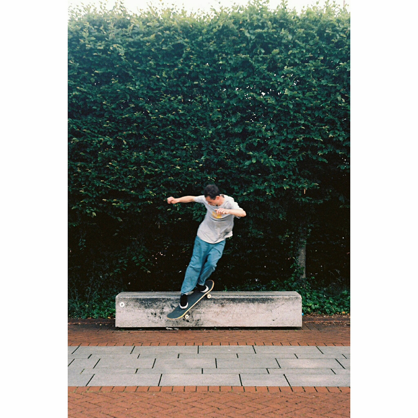 A man performs a skateboard trick on a concrete ledge in front of a green hedge.