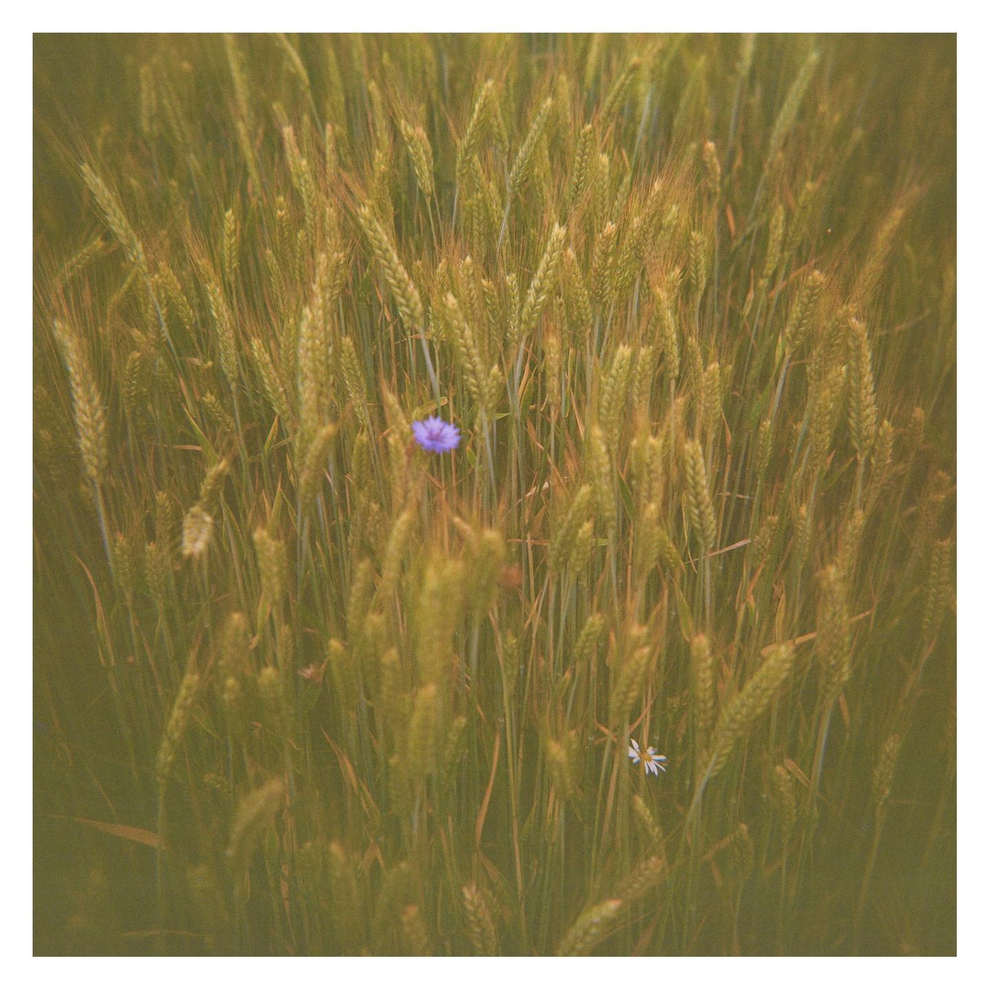 A purple flower and a white flower are visible among tall green wheat stalks.