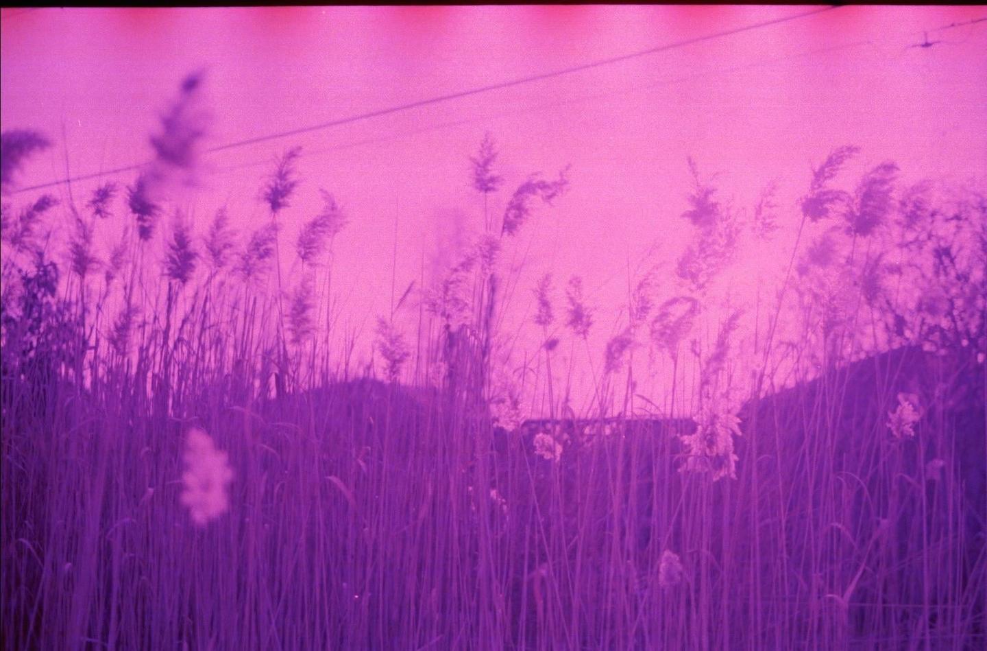 Tall grass and reeds are silhouetted against a bright purple sky.