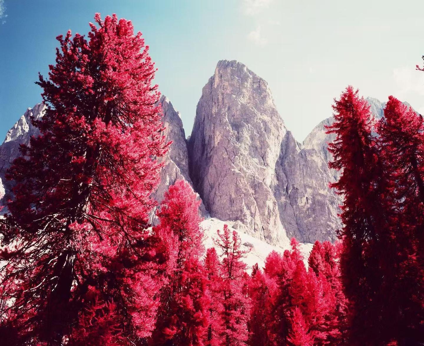 A forest of red trees stands before a large mountain under a bright sky.