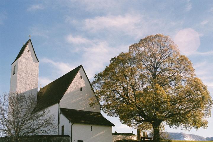 A white church with a tall steeple stands next to a large tree with green foliage under a blue sky.