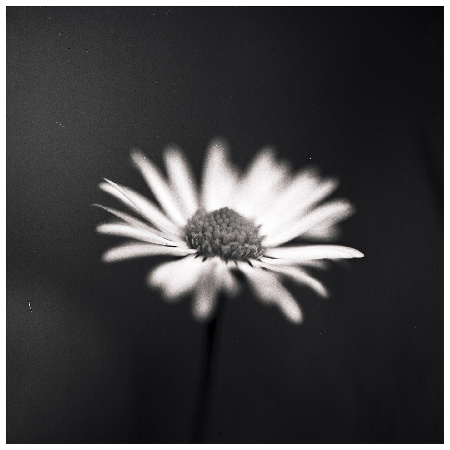 A single daisy is in sharp focus against a dark, blurred background.