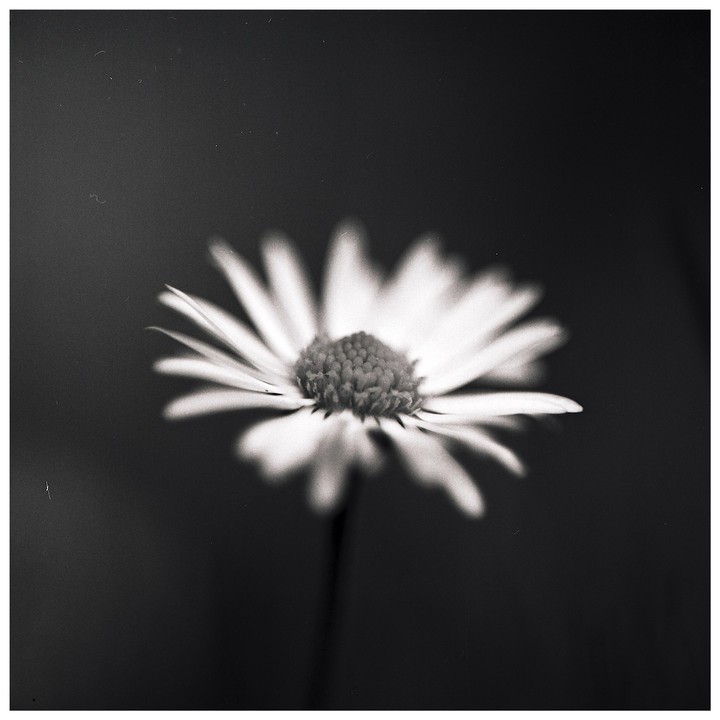 A single daisy is in sharp focus against a dark, blurred background.