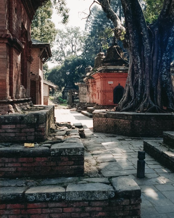 A path winds through an ancient complex with brick structures and a large tree with exposed roots.