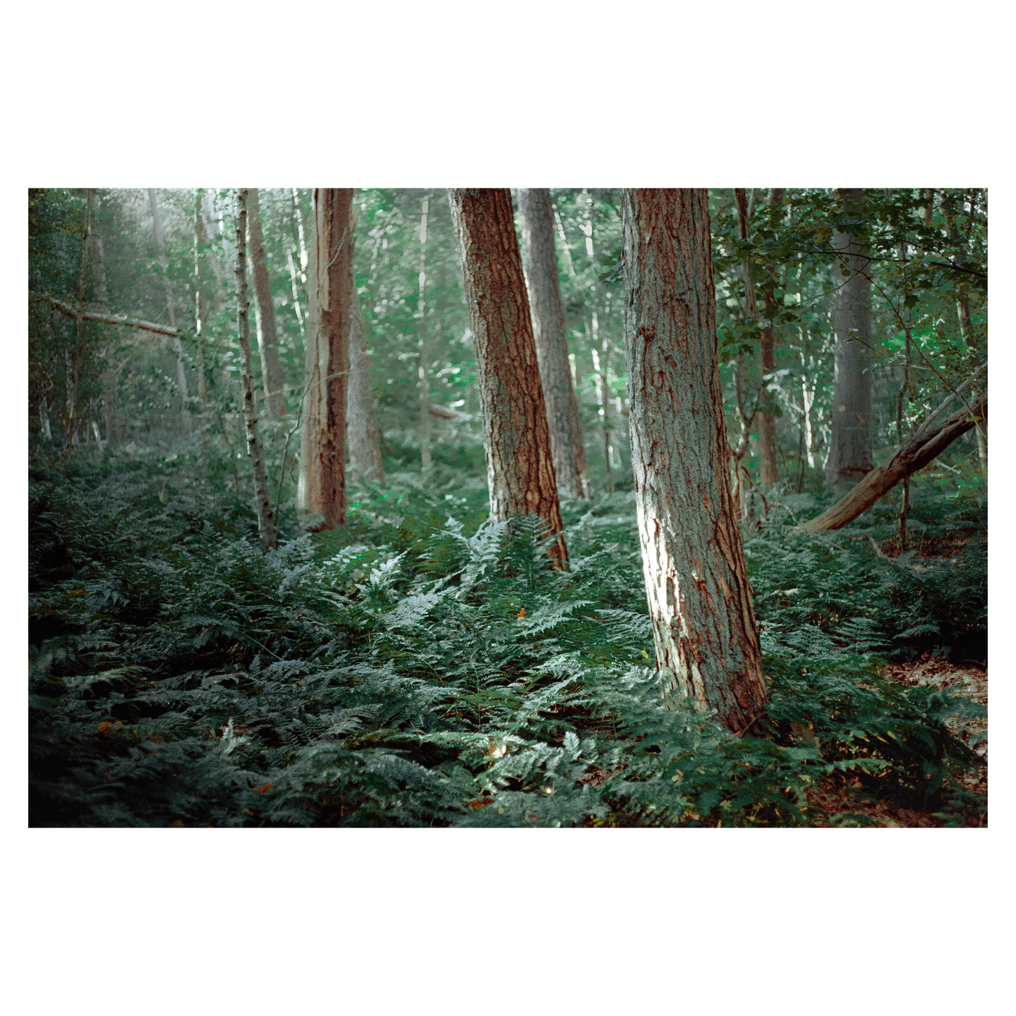 Sunlight illuminates the trunks of trees and a dense undergrowth of ferns in a forest.