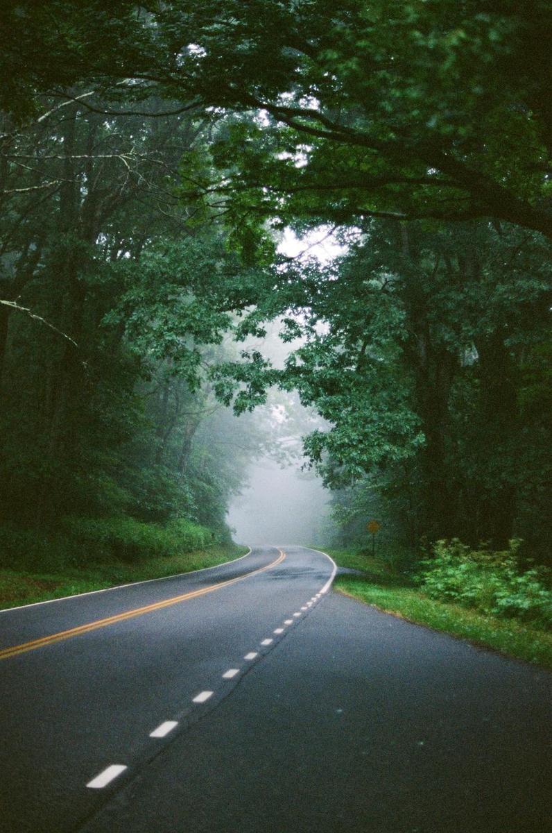 A winding road disappears into a thick fog surrounded by dense forest.