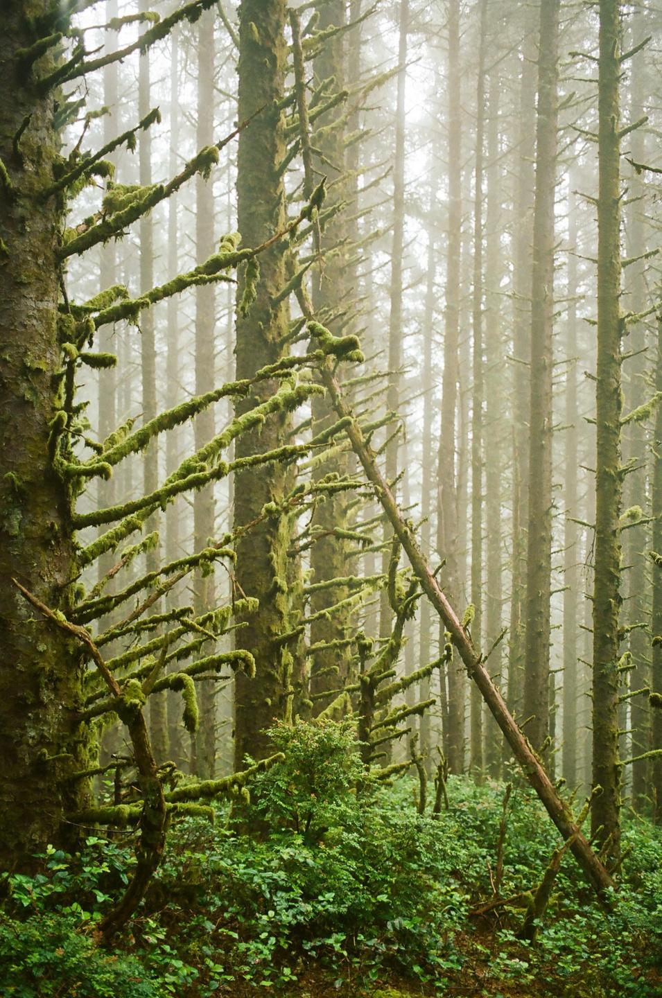 A dense forest of moss-covered trees is shrouded in fog.
