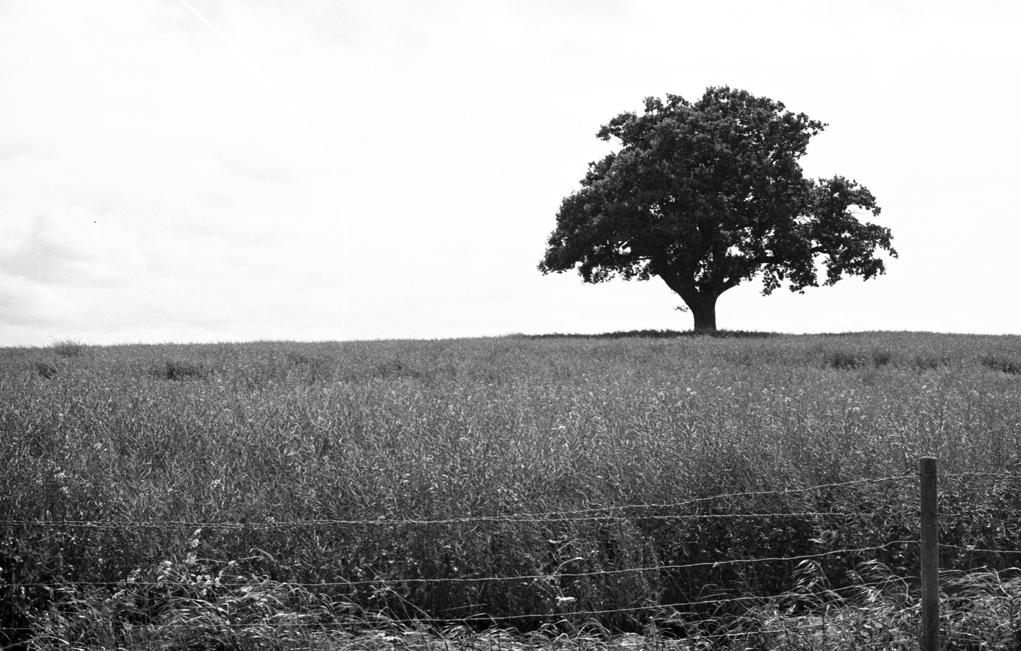 A lone tree stands on a grassy hill with a barbed wire fence in the foreground.