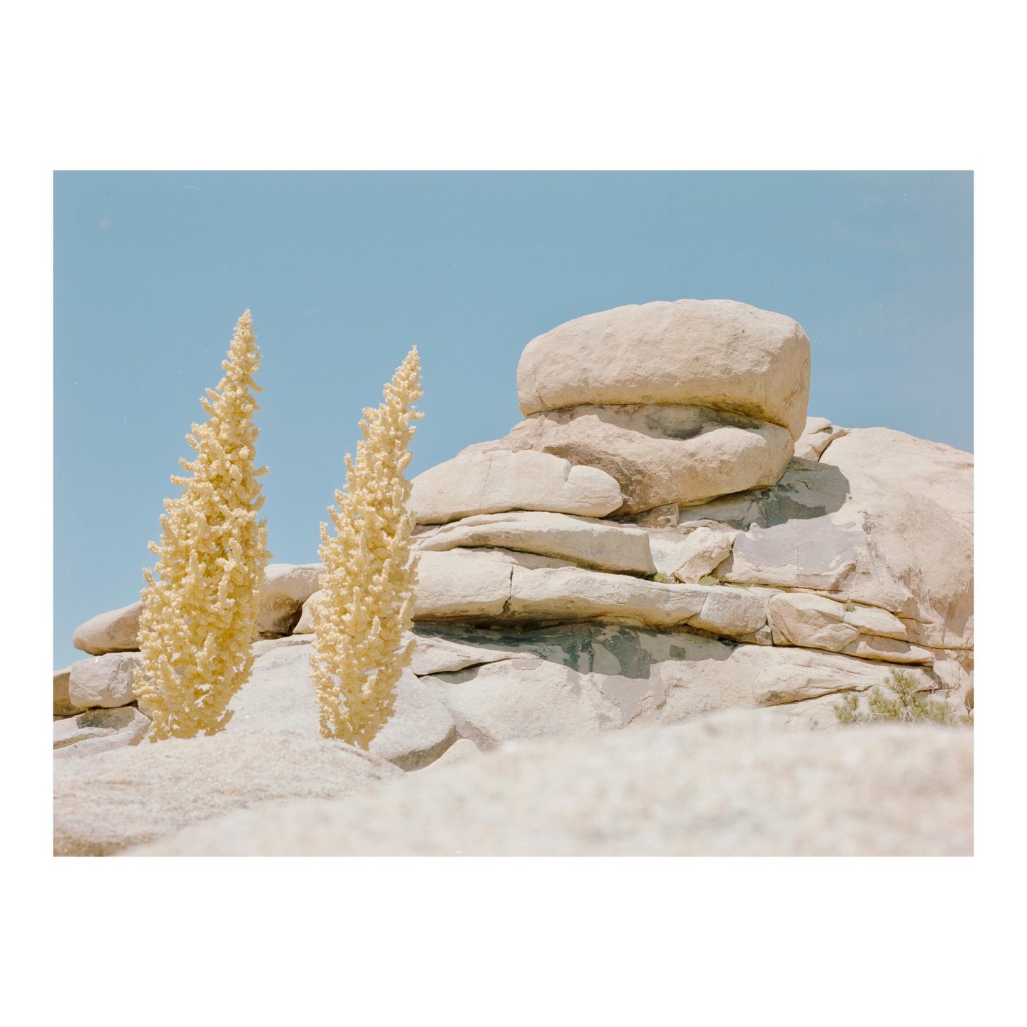 Two tall, light-colored desert plants stand in front of a large rock formation under a clear sky.