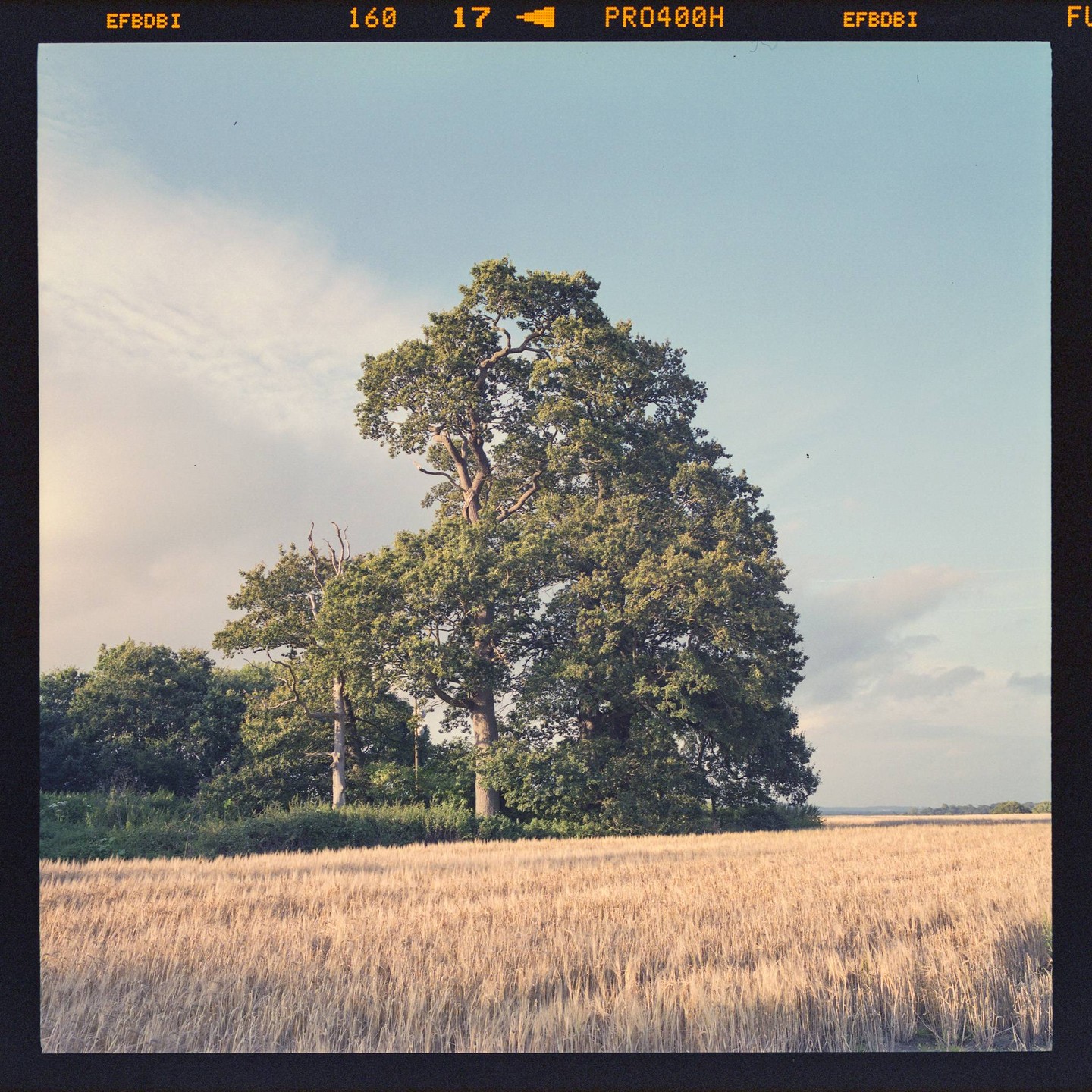 A large tree stands at the edge of a golden field under a partly cloudy sky.