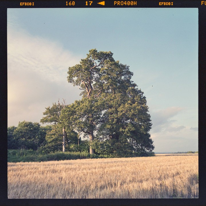 A large tree stands at the edge of a golden field under a partly cloudy sky.