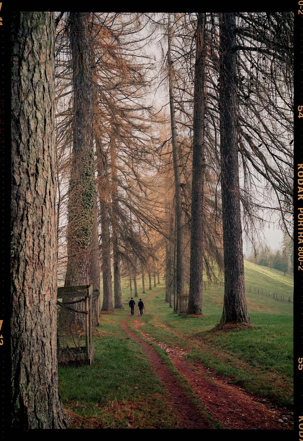 Two men walk along a dirt path lined with tall, bare trees and green grass.