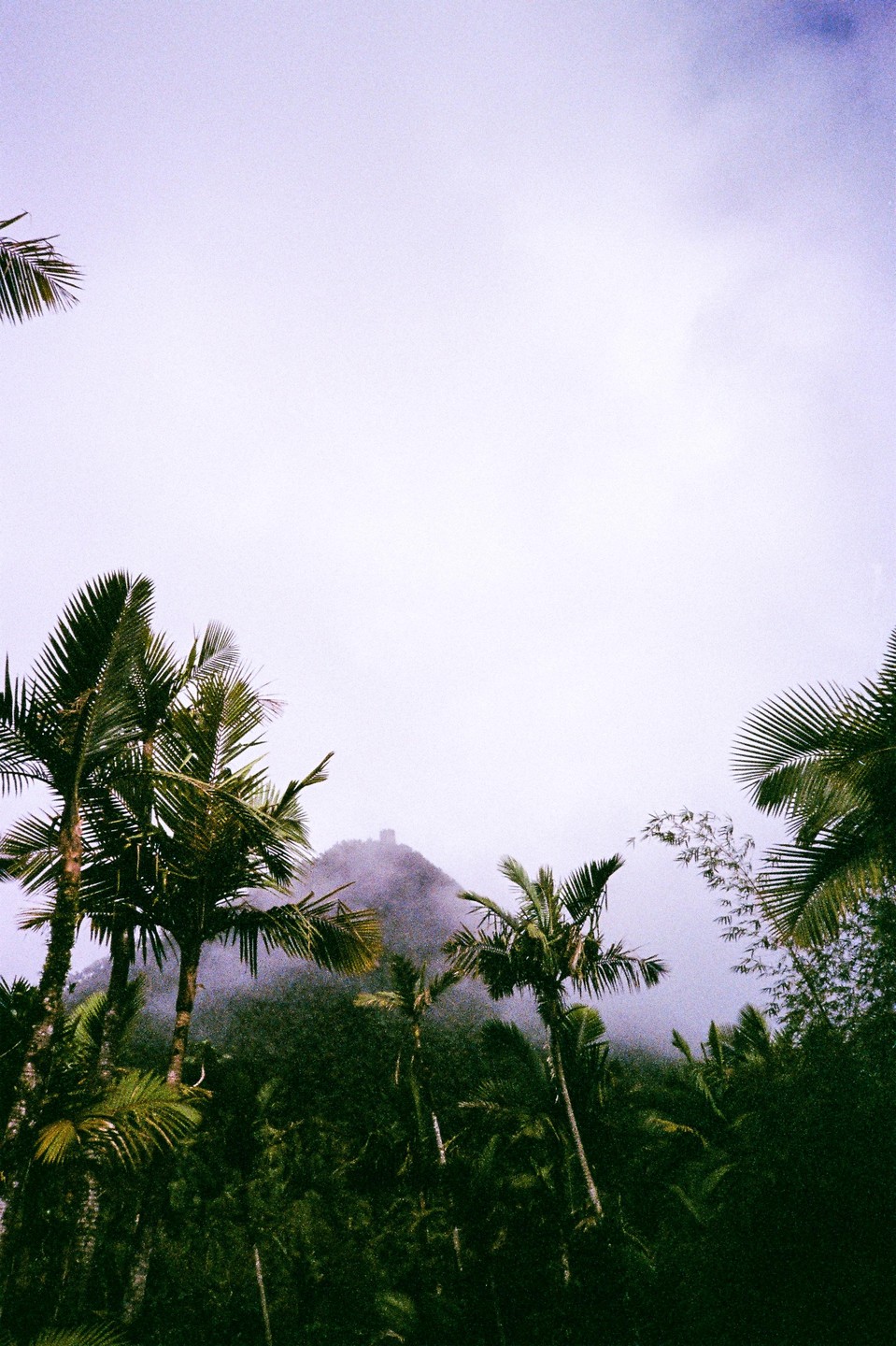 Palm trees and other tropical foliage are visible in the foreground, with a misty mountain and a structure on its peak in the background.