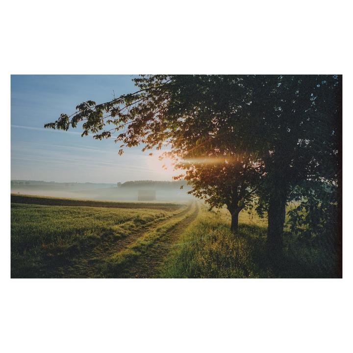 The sun shines through the branches of a tree over a dirt path in a field with fog in the distance.