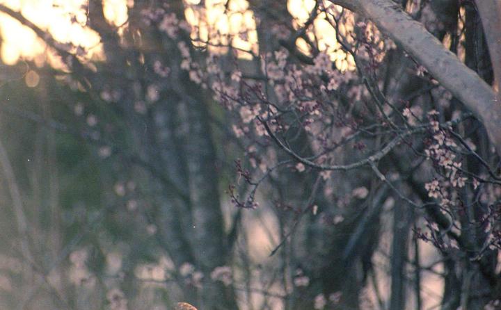 A tree branch with pink blossoms is visible against a blurry background of light and other branches.