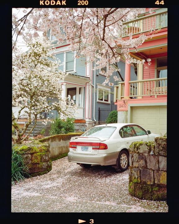 A white car is parked in a driveway covered in fallen cherry blossoms, with colorful houses and blooming trees in the background.
